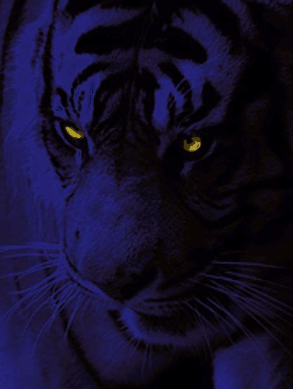 The Black Tiger At Night Tiger Art Black Tigers Wild Cats