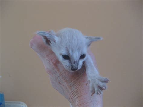 Balilas Balinese Male Blue Lynx Point Kitten Born August 16th 2010