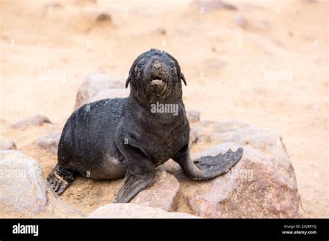 Lonely South African Fur Seal Baby Crying At Cape Cross Seal Reserve