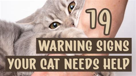 19 Warning Signs That Your Cat Needs Help