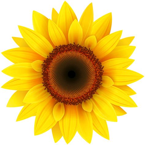 Sunflower Png Clipart Picture Gallery Yopriceville High Quality