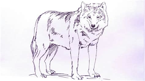 Cara Menggambar Serigala How To Draw Wolf Youtube