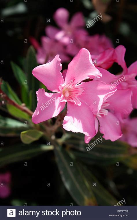 Nerium Oleander Pink Oleander Stock Photo Alamy