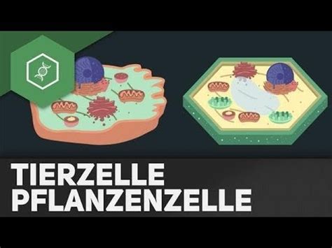 Direkt zum inhalt springen (alt 1) direkt zur sekundärnavigation springen (alt 3) direkt zur hauptnavigation springen (alt 2). Biologie zellen arbeitsblatt kostenlos, so einfach war ...