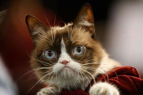 Grumpy Cat Le Chat Devenu Star Du Web Est Mort Paris 75000