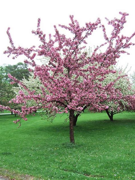 Cardinal Malus Crabapple Trees And Shrubs Flowering Trees Trees To