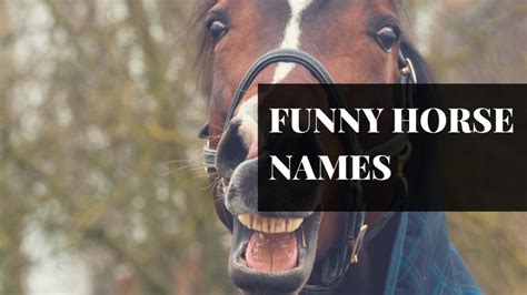 250 Awesome Horse And Racehorse Names Pethelpful