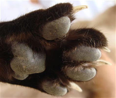 It is not your fault if a nail problem develops without your knowledge, but get it examined right away. Do I Need To Cut My Cats Claws - CatWalls