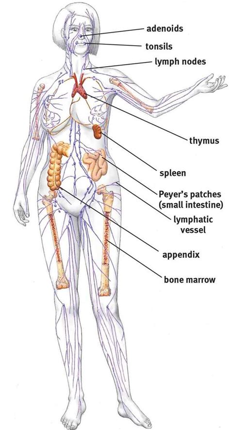 Immune System Anatomy Anatomy Drawing Diagram