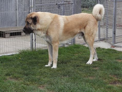 Asalet Anatolian Shepherd Dogs Home Of The Turkish Kangal Photos Taken