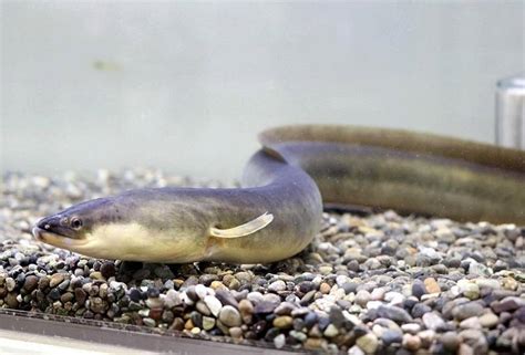 Improved Water Quality Sees Japanese Eels Living In Osakas Dotonbori