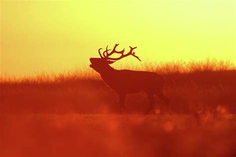 Red Deer In Red Light Photograph By Roeselien Raimond