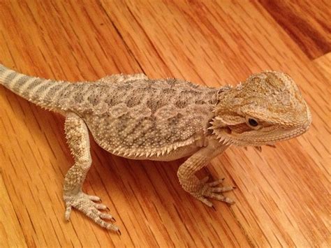 Bearded Dragon Morphs And Colors Find Out Your Dragon Morph