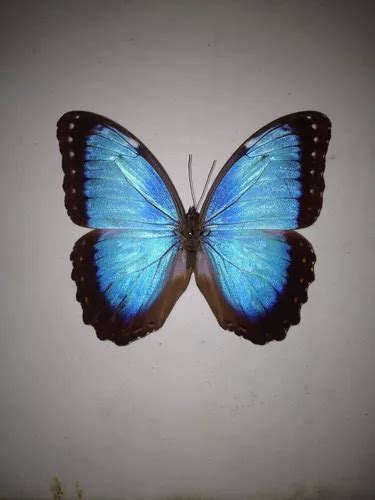 Mariposa Morpho Azul Helenor Envío Gratis