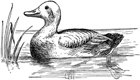 Over 10,812 goose pictures to choose from, with no signup needed. Duck | ClipArt ETC