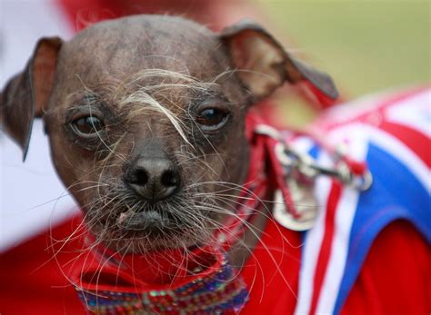 Mugly Wins Annual Worlds Ugliest Dog Contest The Washington Post