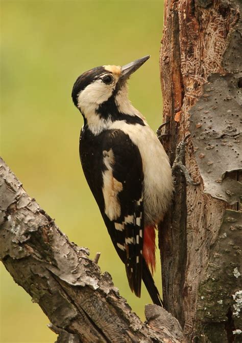 640 Syrian Woodpecker Dendrocopos Syriacus A Resident Breeding