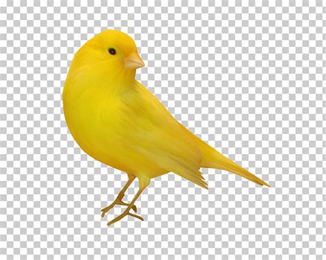 Free Canary Cliparts Download Free Canary Cliparts Png Images Free