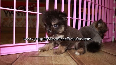 Puppies For Sale Local Breeders Very Cute Pomeranian Puppies For Sale
