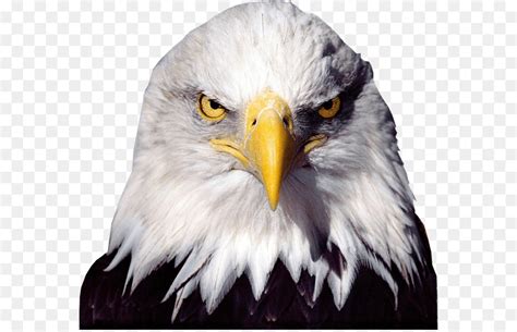See 20 american eagle coupons and promo codes for may 2021. American Eagle Png & Free American Eagle.png Transparent ...