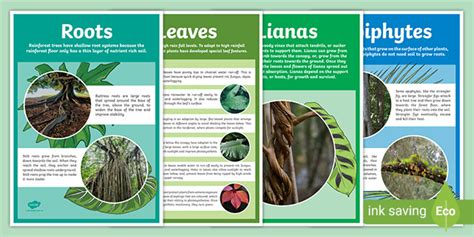 What Plants Grow In The Rainforest Display Poster Twinkl