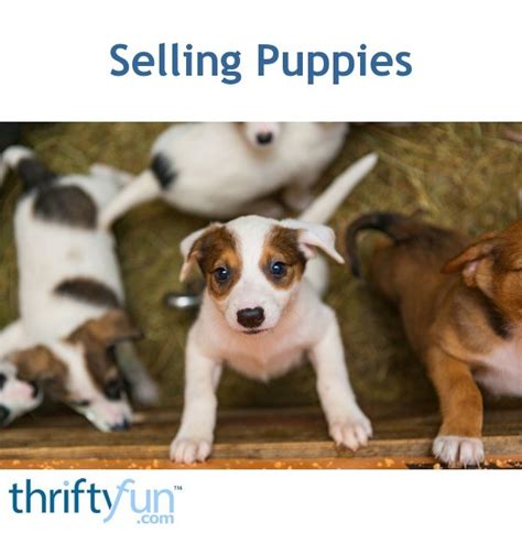 Selling Puppies Thriftyfun