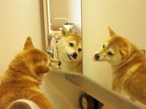 Such, doge shibe, say short or haiku? Doge Meme Much Cute, Such Selfie, Wow