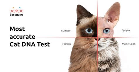 This isn't the ancestral history or origin of your cat; The World's First-Ever Cat DNA Test is Coming to CES 2019