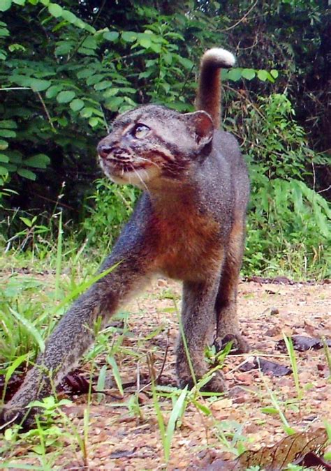 Kucing hutan atau yang disebut kucing liar ini banyak sekali jenisnya, seperti: Kucing Merah Kalimantan, Salah Satu Kucing Paling Langka ...