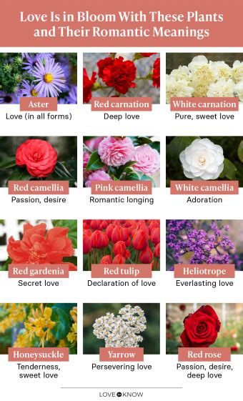10 Flowers That Represent Love To Give To Someone You Adore Lovetoknow