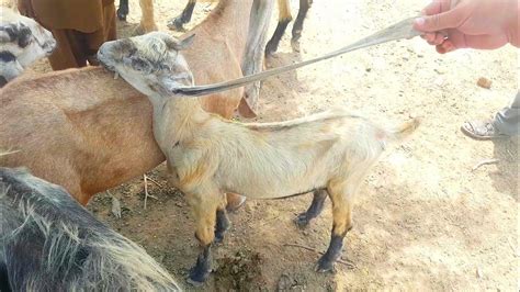 Exotic Lohri Goat Breed Complete Documentary Youtube