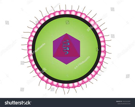 Vektor Stok Biological Anatomy Cytomegalovirus Cmv Cell Tanpa Royalti