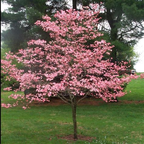 Pink Dogwood Tree Gorgeous Rose Pink Flowers In Spring Vibrant Red B