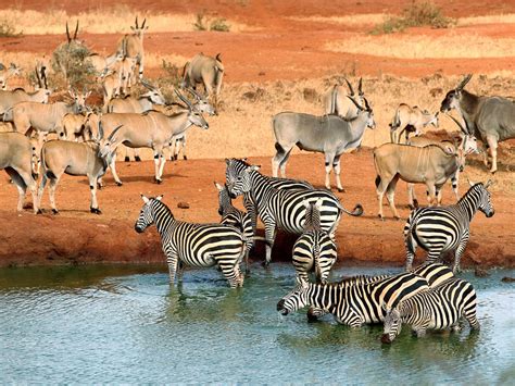 12 Days Kenya Wildlife Safari Kenya Safaris Kenya Tours Kenya