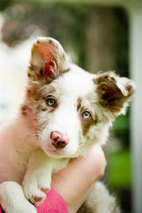 37 Red Border Collie Breeder Picture Bleumoonproductions