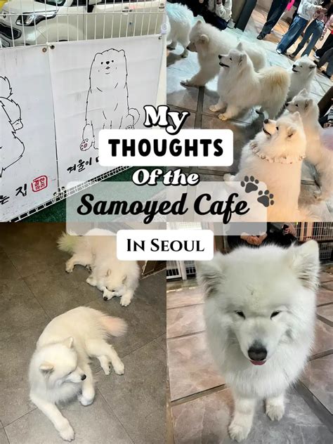 Seoul Travel Visited The Popular Samoyed Cafe 🐾 Gallery Posted By