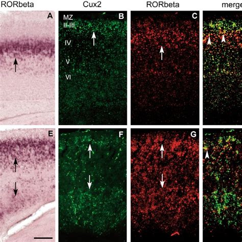 Cortical Radial Glial Scaffold In Wild Type And Apoer2 Mice