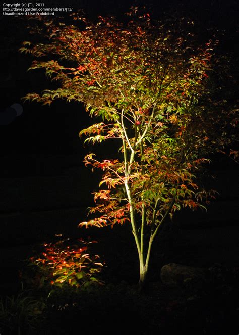 Gwendolyn of the woods gwen flores is a new main character introduced for season 4. PlantFiles Pictures: Acer, Japanese Maple 'Gwen's Rose ...