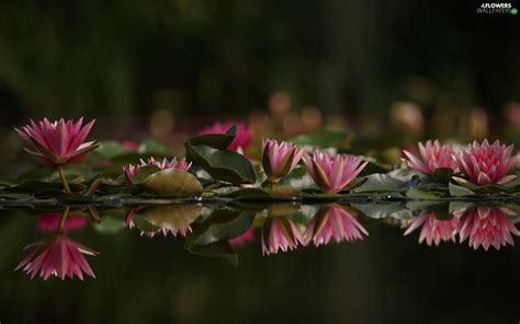Water Lilies Reflection Flowers Wallpapers 1920x1200