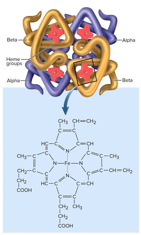 Structure Of Hemoglobin