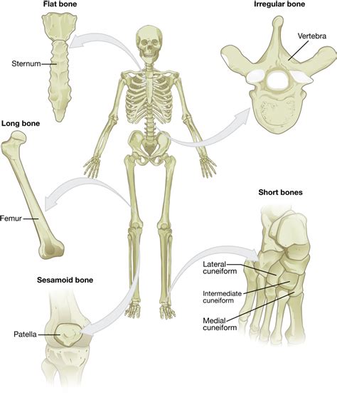 62 Bone Classification Anatomy And Physiology