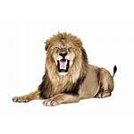 Lion Roaring Transparent Background Template Icons Web