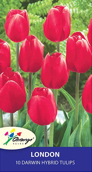 Tulip London 20 Bulbs Aorangi Bulb Nurseries