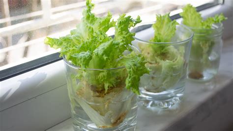 How To Grow Lettuce From Scraps 6 Easy Steps To Follow
