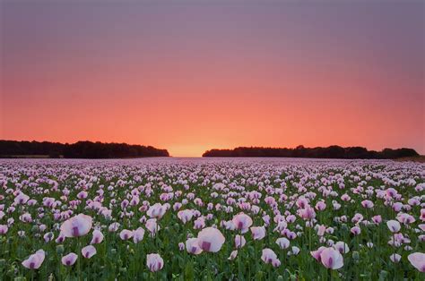 2560x1700 Poppy Flowers Field Chromebook Pixel Hd 4k Wallpapersimages