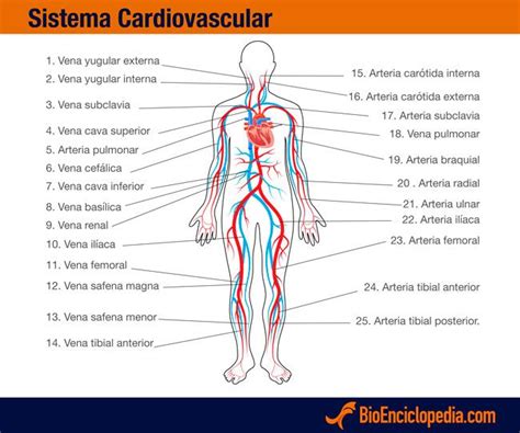 Sistema Cardiovascular Humano Características Bioenciclopedia