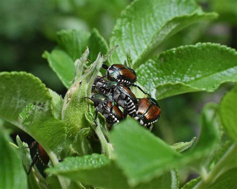 Minimize Japanese Beetle Damage