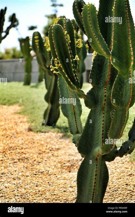 Euphorbia Ingens Cactus Plant In The Garden Under The Sun In Nijar