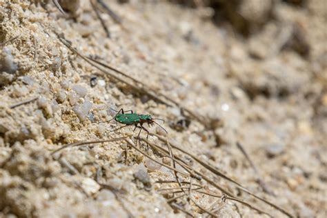 Svižník Polní Green Tiger Beetle Jan Stefka Flickr