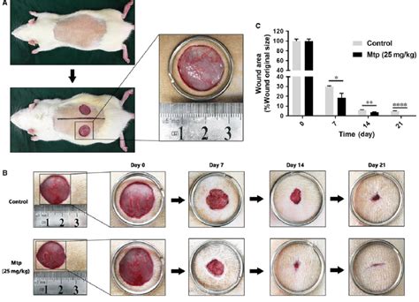 Several factors influence the development of the surgical wound healing process. Mtp accelerates wound healing in rats. (A) The wound ...